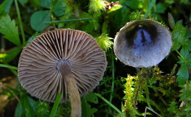 Telamonia da determinare. (cfr. Cortinarius flos-paludis)